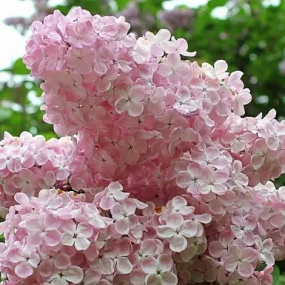 Сирень ВЕЧЕРНИЙ ЗВОН в Горках