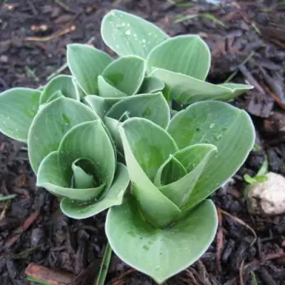 Хоста МОНСТЕР ИРЗ гибридная в Горках