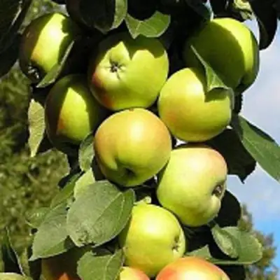 Яблоня ПРЕЗИДЕНТ колонновидная в Горках