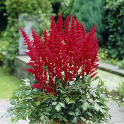 Астильба СПАРТАН Арендса в Горках