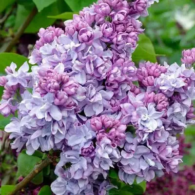 Сирень КАТЕРИНА ХАВЕМЕЙЕР в Горках