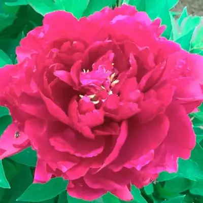 Пион ОСТРОВНОЙ МИНИСТР древовидный в Горках