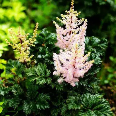 Астильба ЛИЛИПУТ курчавая в Горках