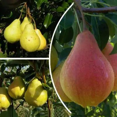 Комплект ТРИ ГРАЦИИ в Горках