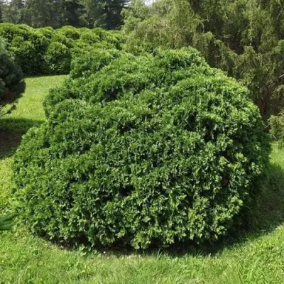 Туя УМБРАКУЛИФЕРА западная в Горках