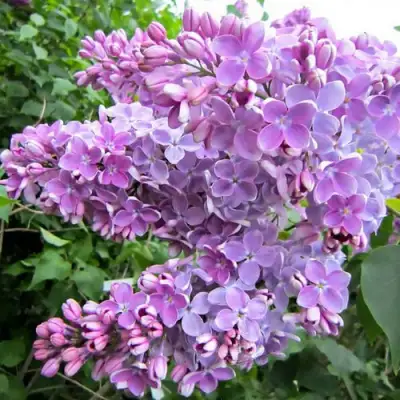 Сирень ОЛЯ в Горках