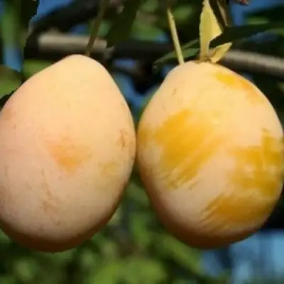 Слива ВАШИНГТОН в Горках