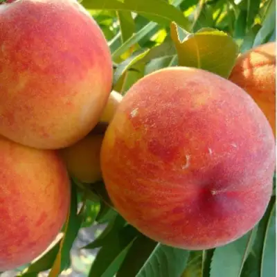 Персик ДИВНЫЙ в Горках