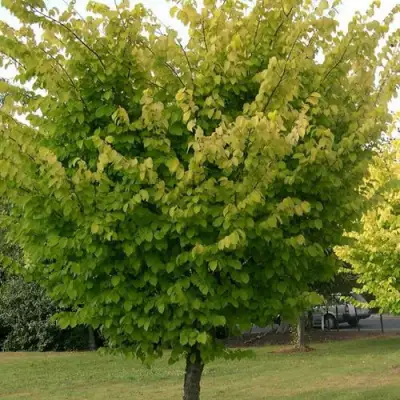 Вяз обыкновенный в Горках