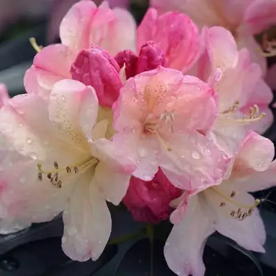 Рододендрон ПЕРСИ ВАЙСМАН в Горках