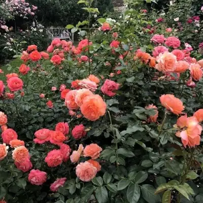 Роза БЕЛЬВЕДЕР шраб в Горках