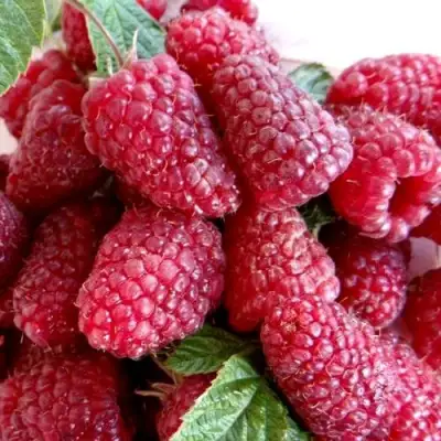 Малина КАСКАД ДЕЛАЙТ в Горках