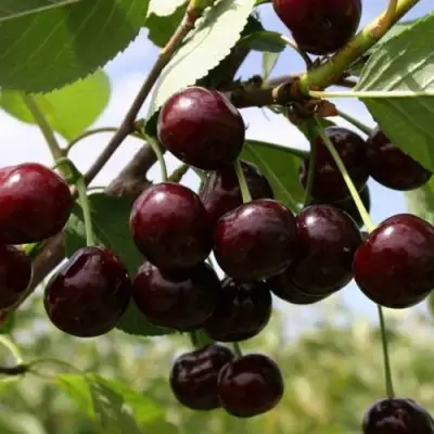 Вишня СВЕРДЛОВЧАНКА степная в Горках