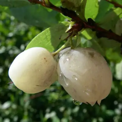 Голубика СНЕГУРОЧКА в Горках