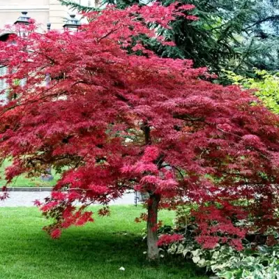 Клен пальмолистный в Горках