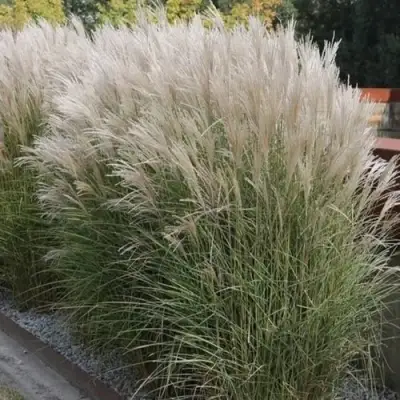 Мискантус КЛЯЙН СИЛЬБЕРСПАЙН китайский  в Горках