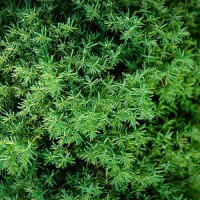 Туя ТЕДДИ западная в Горках