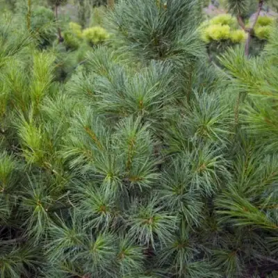 Сосна АРМАНДИ в Горках