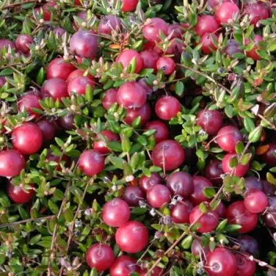 Клюква БЕН ЛИР в Горках