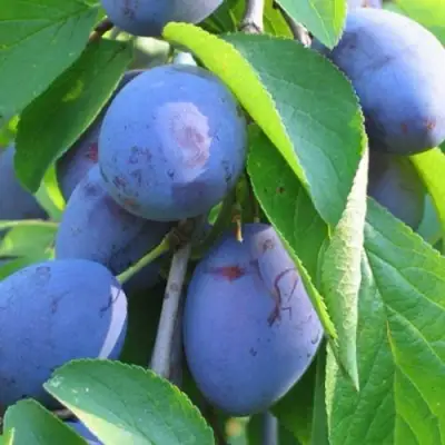 Слива ПЕРДРИГОН в Горках