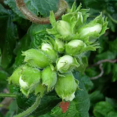 Фундук ВЕББА ЦЕННЫЙ в Горках