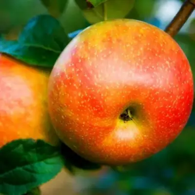 Яблоня АБРИКОСОВАЯ в Горках