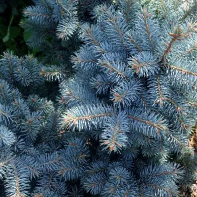 Ель МАДЖЕСТИК БЛЮ колючая в Горках