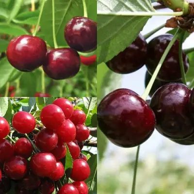 Комплект ВИШНЕВЫЙ САД в Горках