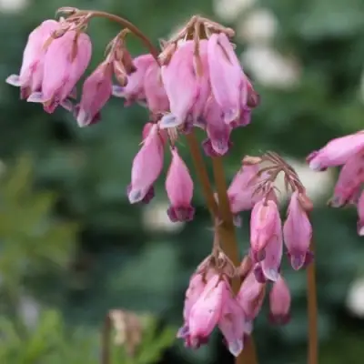 Дицентра изящная в Горках