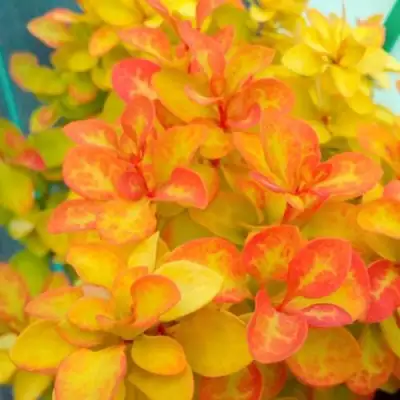 Барбарис САММЕР САНСЕТ тунберга в Горках