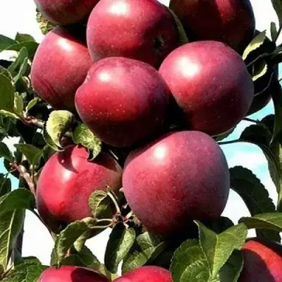 Яблоня СОЗВЕЗДИЕ колонновидная в Горках