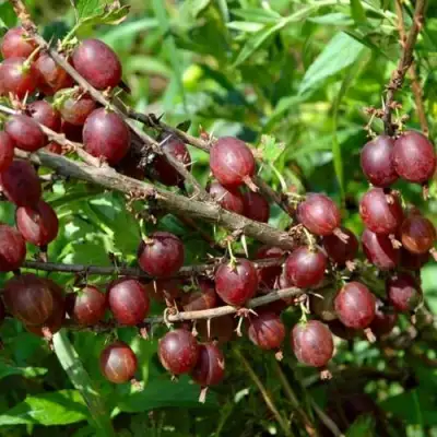 Крыжовник ОЛАВИ (ХИННОНМАЕН ПУНАЙНЕН) в Горках