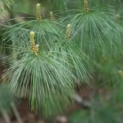 Сосна АРМАНДИ в Горках