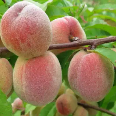 Персик ЕЛГАВСКИЙ в Горках