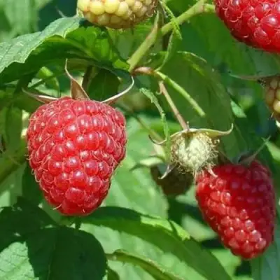 Малина ТАДМОР в Горках