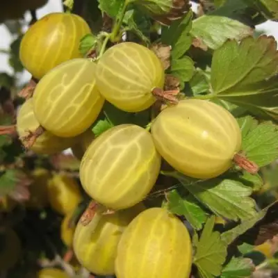 Крыжовник ЯРОВОЙ в Горках