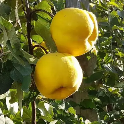 Айва МАРИЯ в Горках