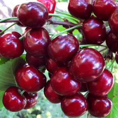 Вишня ЖУКОВСКАЯ в Горках