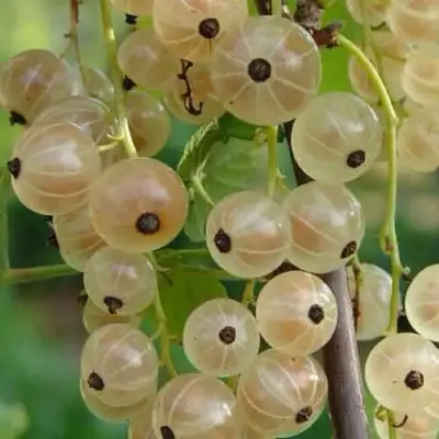 Смородина белая СМОЛЬЯНИНОВСКАЯ в Горках