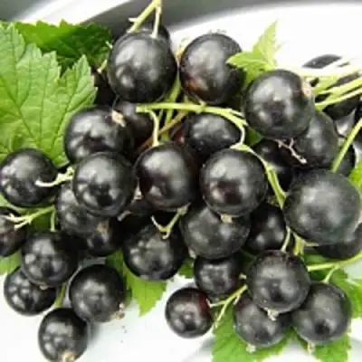 Смородина чёрная ТИТАНИЯ в Горках