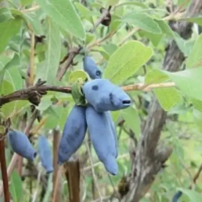 Жимолость съедобная ПУШКИНСКАЯ в Горках