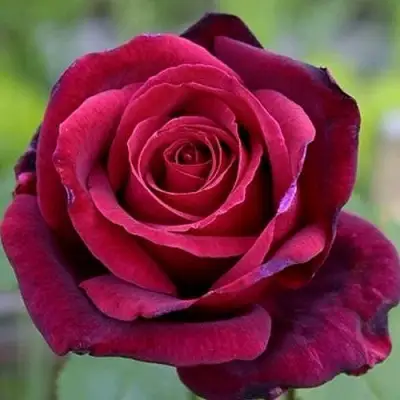 Роза ПАПА МЕЙЯН чайно-гибридная в Горках