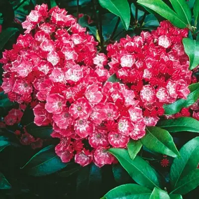 Кальмия КАРДИНАЛ в Горках