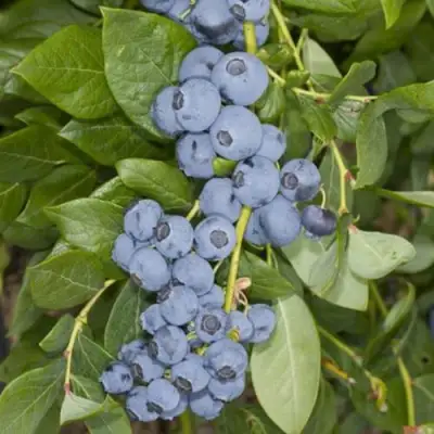 Голубика ЛИБЕРТИ в Горках