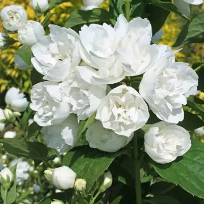 Жасмин махровый в Горках