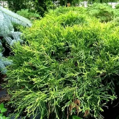 Кипарисовик ФИЛИФЕРА АУРЕА ВАРИЕГАТТА горохоплодный в Горках