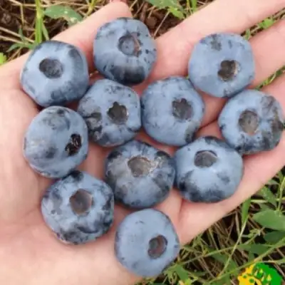 Голубика ЧАНДЛЕР в Горках