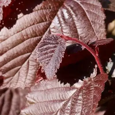 Фундук СИРЕНА в Горках