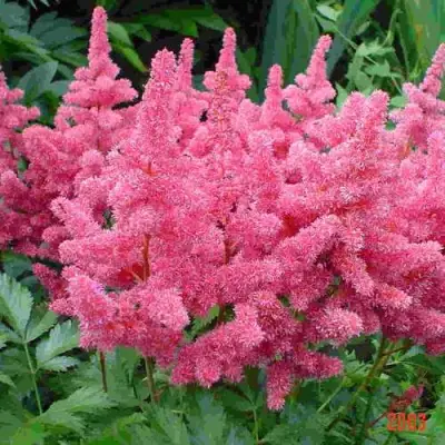 Астильба БОНН японская в Горках