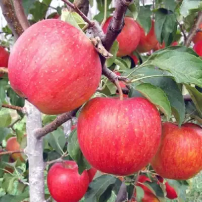 Яблоня ЖЕНЕВА (ЖЕНЕВА ЭРЛИ) в Горках